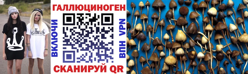 Псилоцибиновые грибы Psilocybine cubensis  закладка  Новоульяновск 